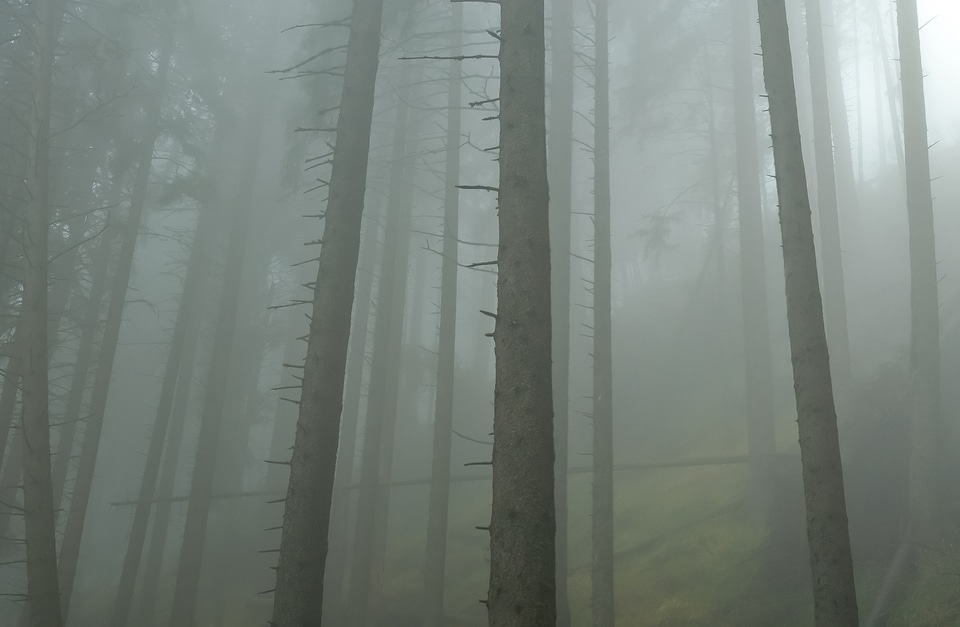 Fog fantasy autumn