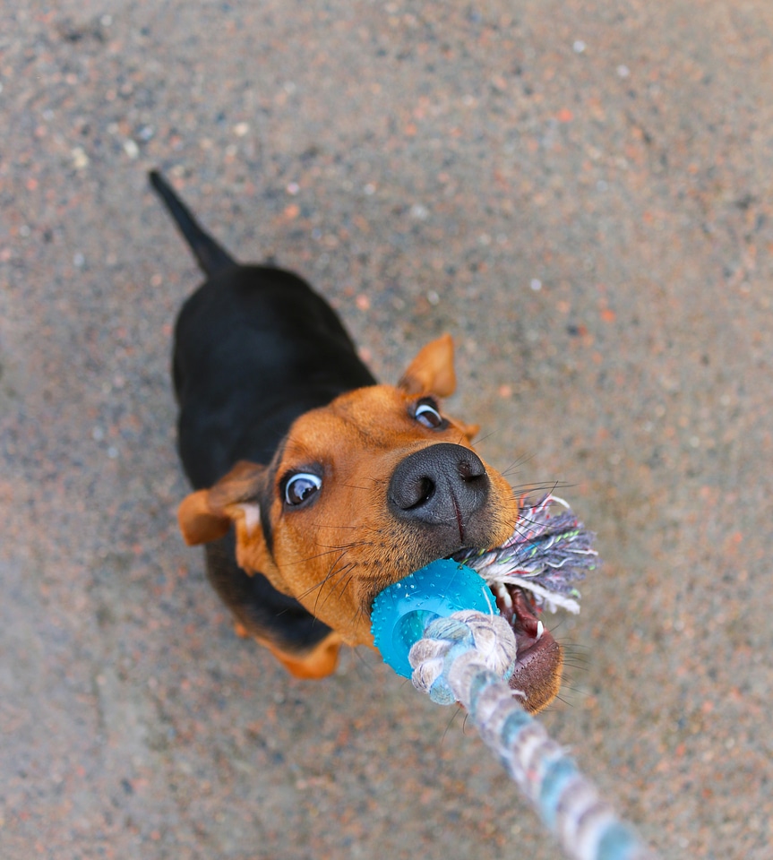 Tug of war busa play