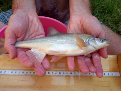 humpback chub 2