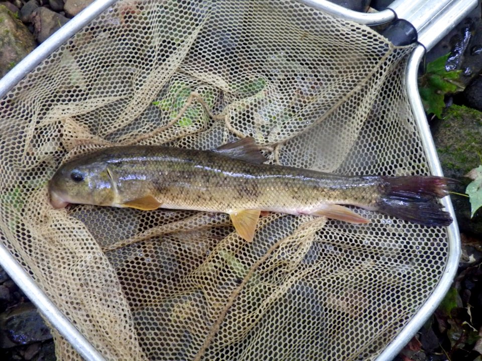 Native white sucker