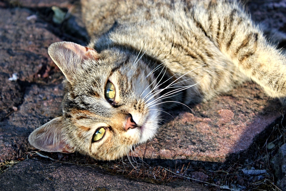 Mazel animal eyes