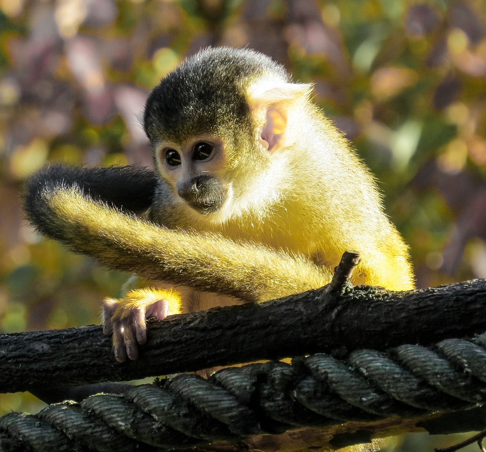 Cute young young animal