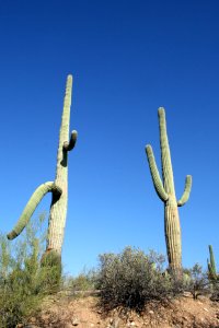 Saguaro cacti. NPS photo.