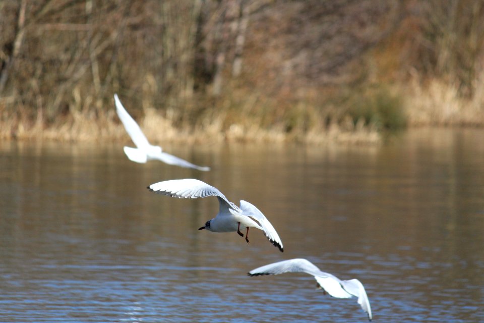 three seagulls in a row