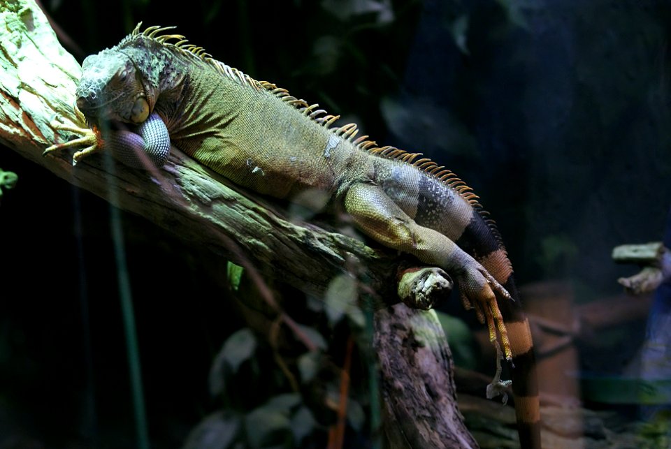 Lizard