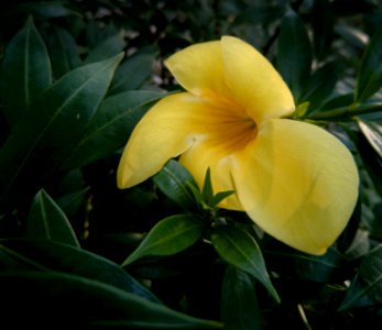 Allamanda Flower