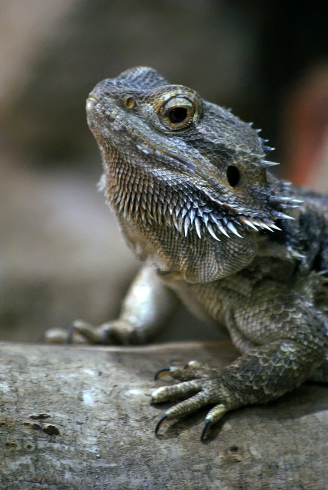 Agama