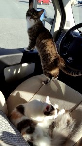 Caravan Cats, Miisa & Heyni