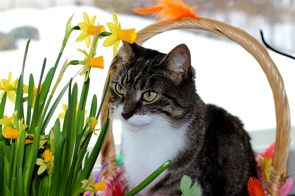 Miisa the Easter Cat