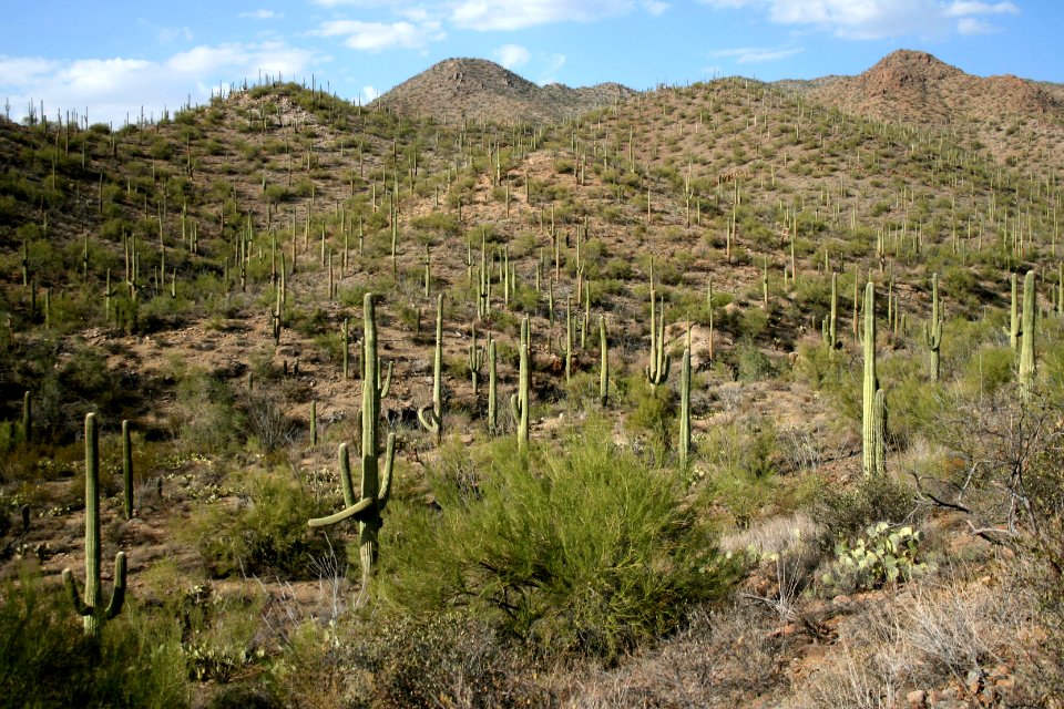 Saguaro National Park. Photo by NPS/Todd M. Edgar.