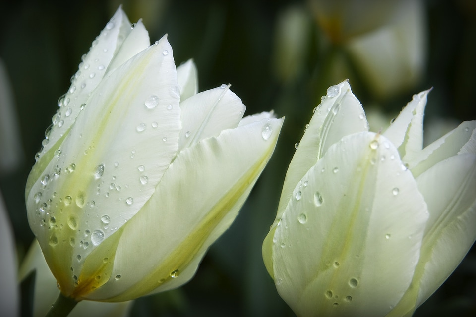 Drops of water nature white