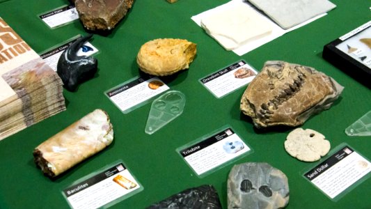 National Fossil Day at Denver Museum of Nature and Science