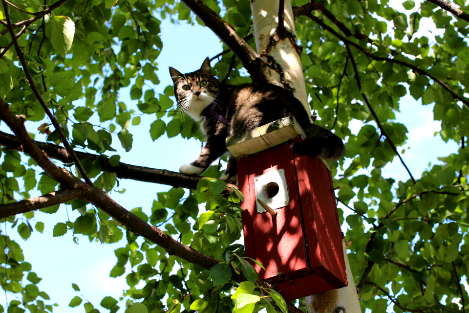 "Bad Cats, Bad Cats, What You're Gonna Do, What Are You Gonna Do When They Come For You..?"