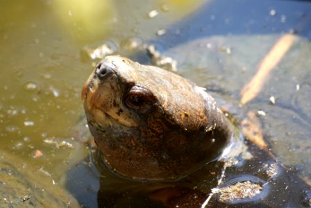 Turtle