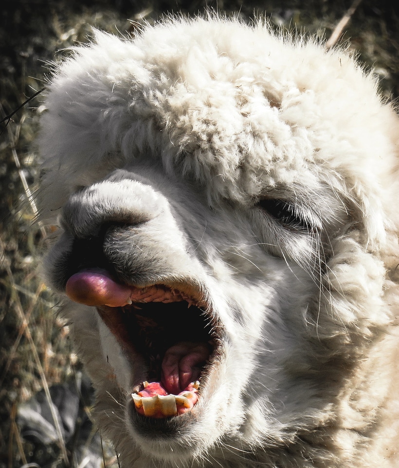 Animal portrait mimic tongue