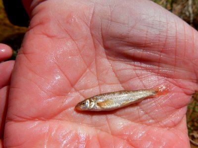 speckled dace from lower Salt Wash