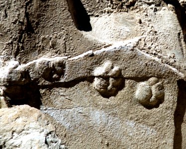 Cat tracks