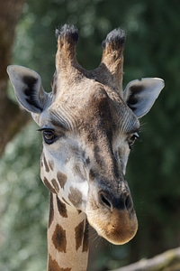 Giraffe ruminant paarhufer