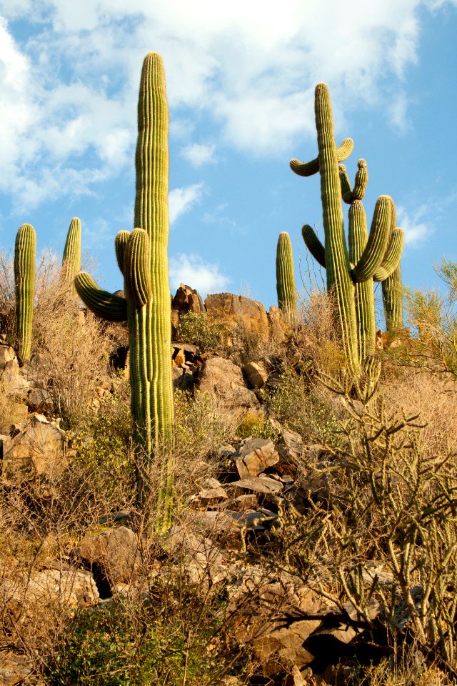 Saguaro National Park. Photo by NPS/Todd M. Edgar.