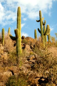 Saguaro National Park. Photo by NPS/Todd M. Edgar.
