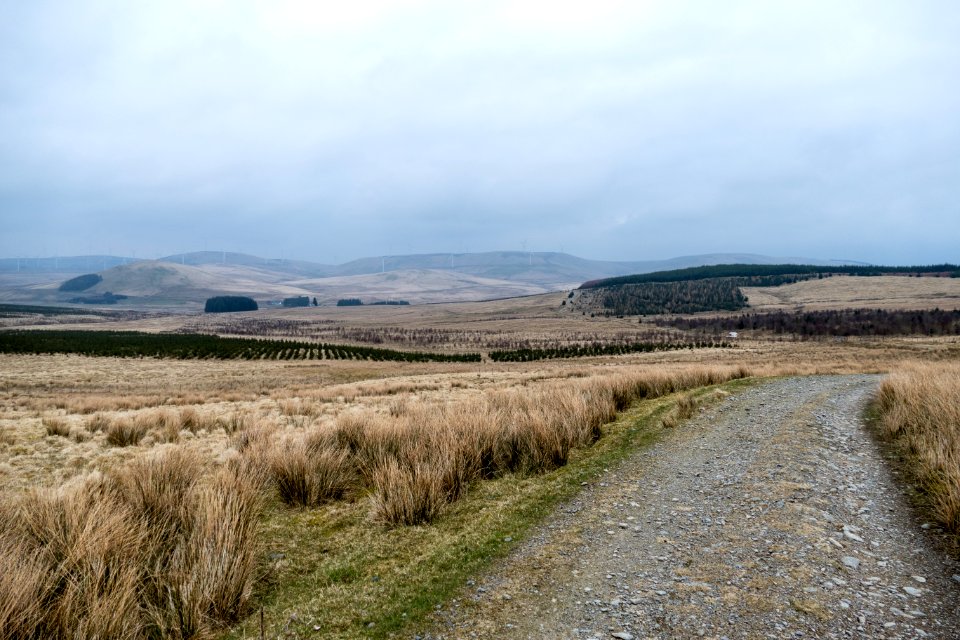 Coom Rig forest from Hem Hill