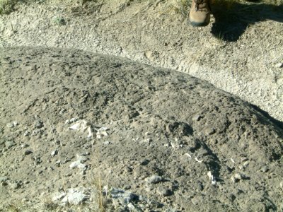 Bone fragments photo