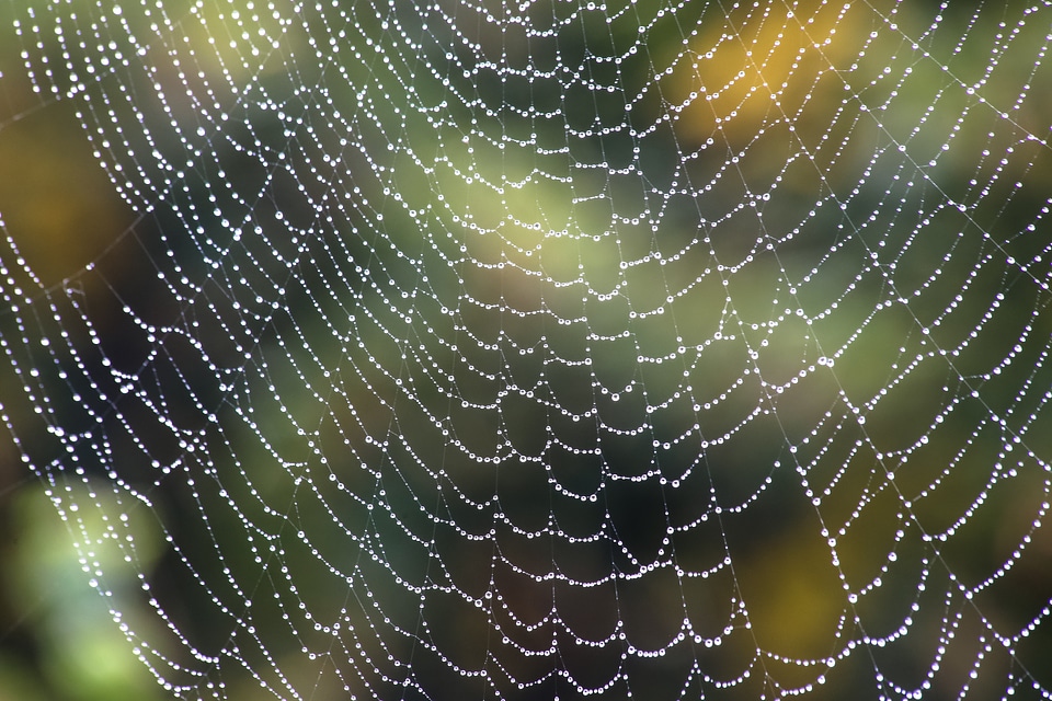 Nature autumn garden