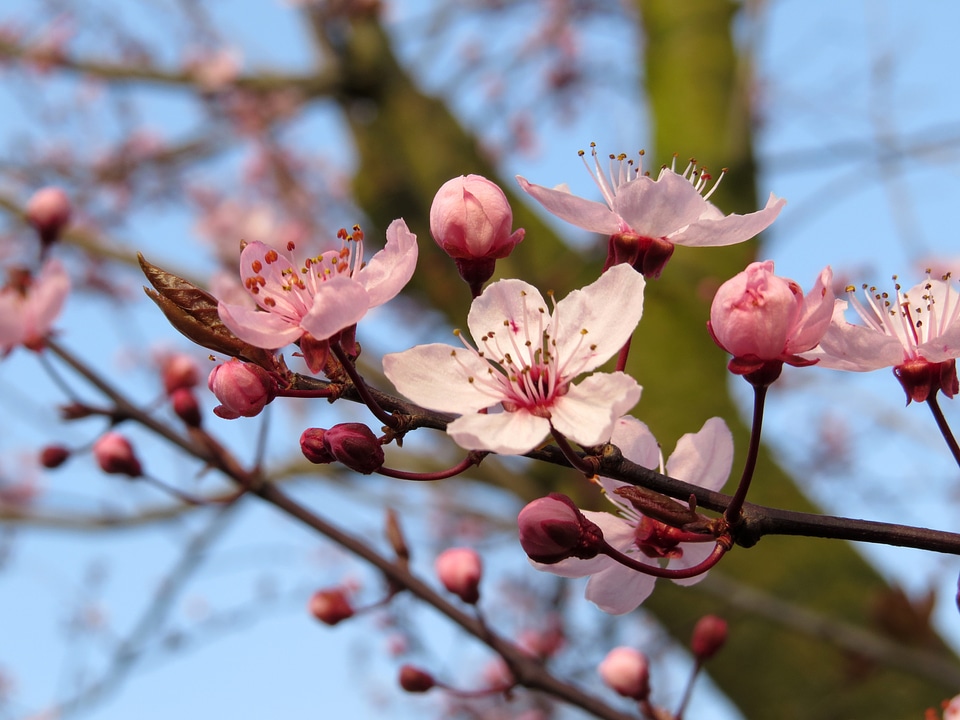 Tree flower spring