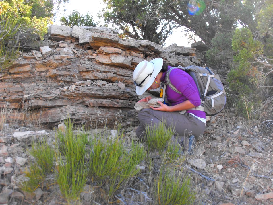 Searching for invertebrates