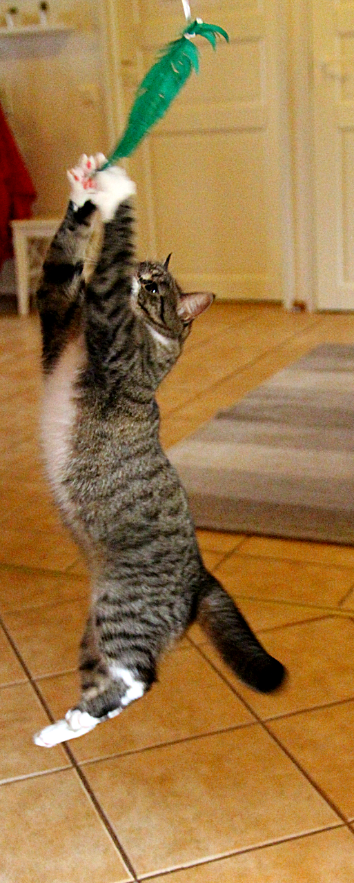 Feline Flyschool