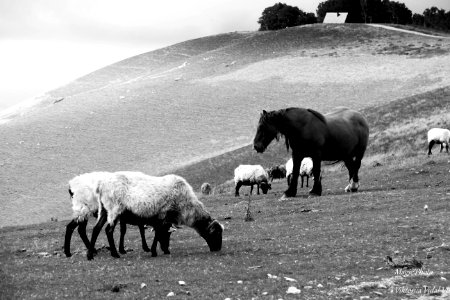 Les animaux en libérté photo