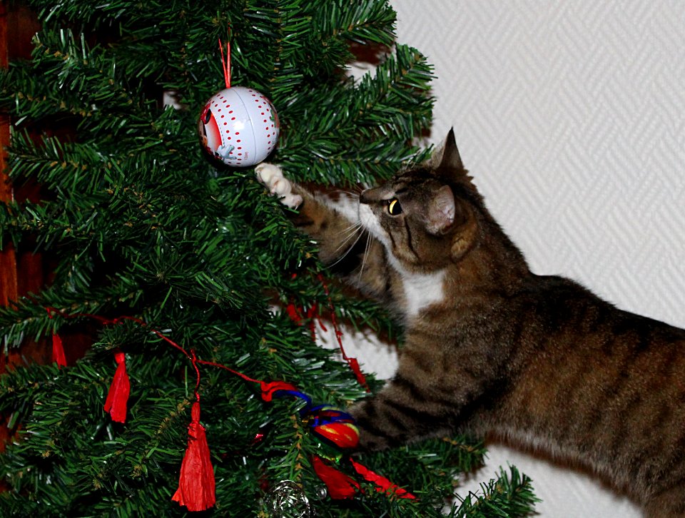 "What is that ball doing in that tree..?!?"
