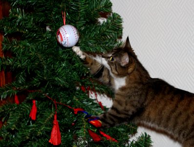 "What is that ball doing in that tree..?!?" photo