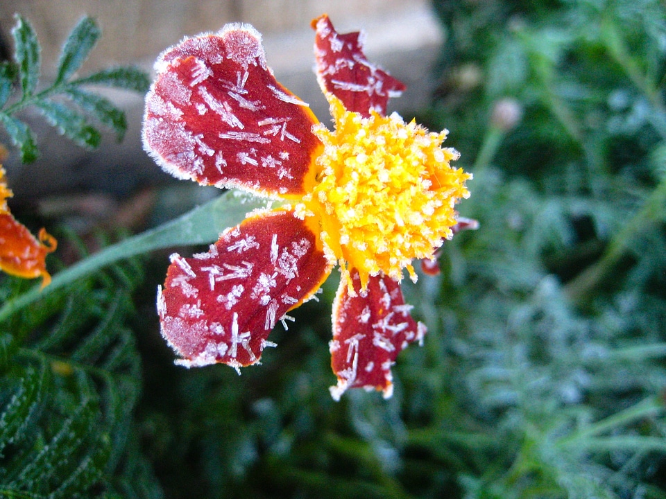 Green plant frosting