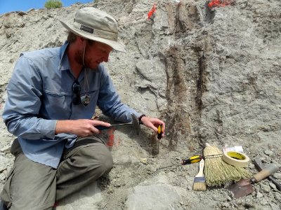 Excavating an articulated sauropod leg