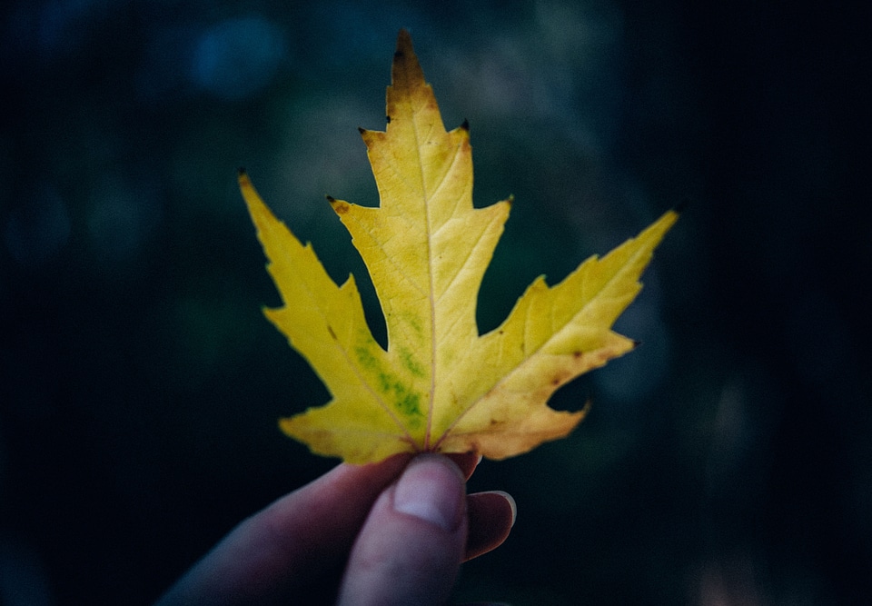 Nature black leaf black leaves