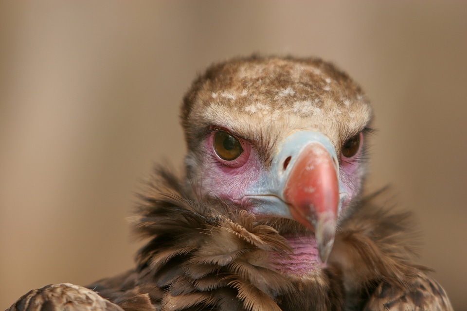 Animal portrait wild animal animal world