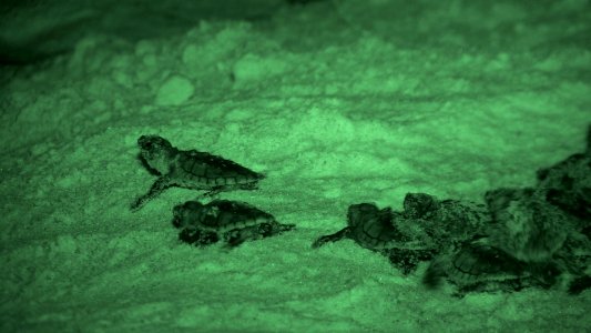 Episode 4: Teens & Turtles