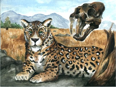 (2013) 9-13 Year Old Category