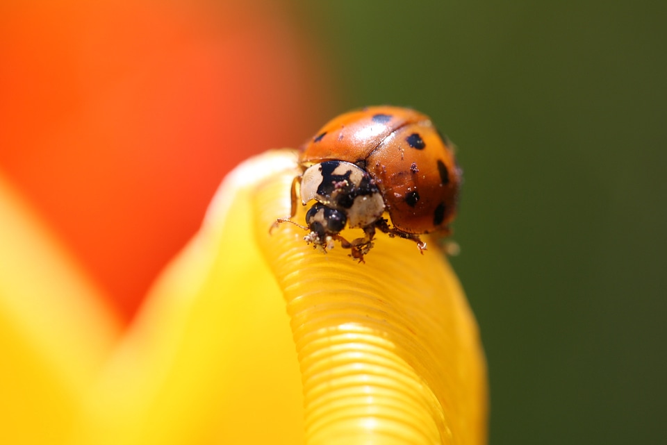 Insect beetle blossom