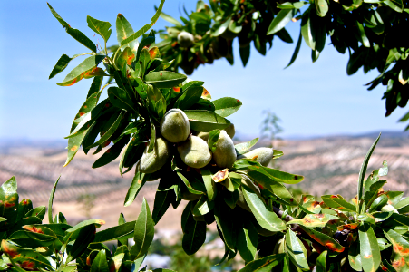 Almonds on the tree photo