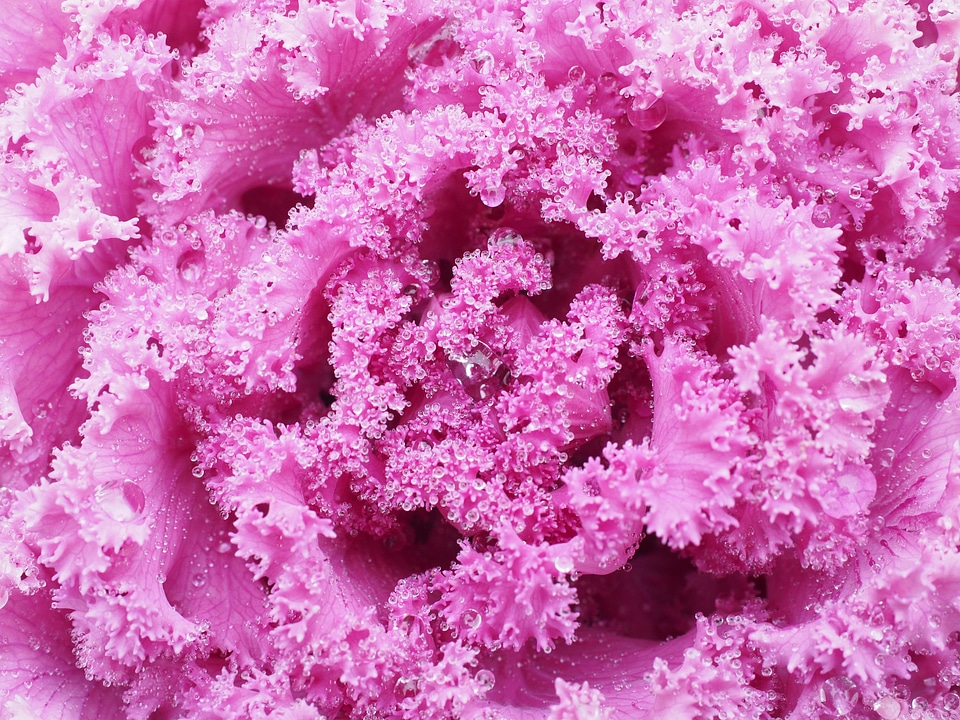 Fraktalähnlich fractal ornamental vegetables