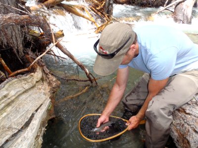 bull trout release
