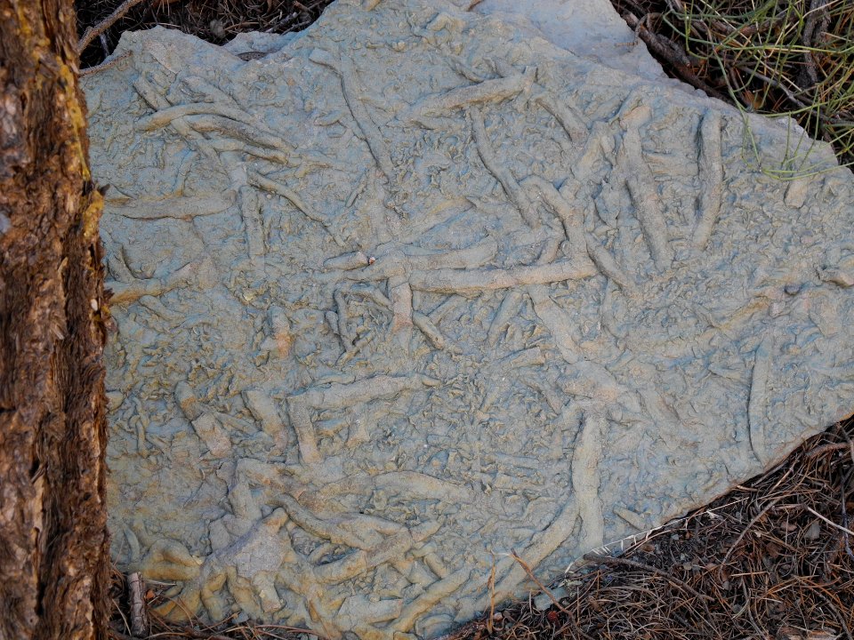 Fossils