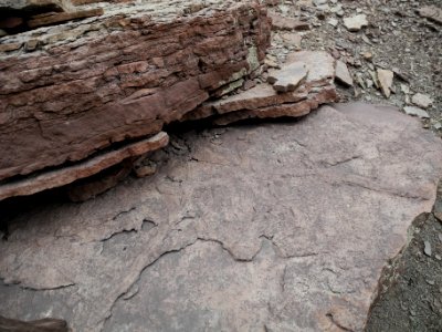 Fossils