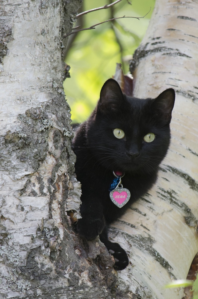 Black cat halloween mammal