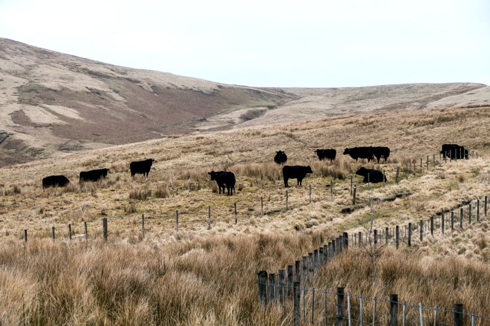 Cattle on ascent to Coupland Knowe