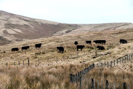 Cattle on ascent to Coupland Knowe