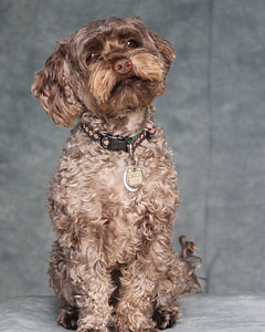 Adorable domestic brown