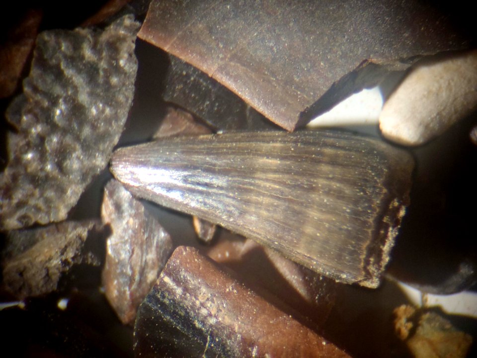 Picture through microscope